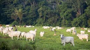 Bovinos na Amazônia
