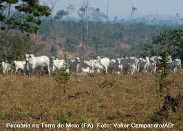 Bovinos na Amazônia