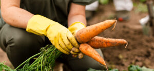 Clima afeta segurança alimentar mas inovações ajudam mudar esse cenário