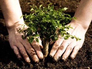 Novo Fundo Recompensa Agricultores pela Redução de Emissões