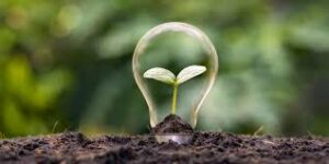COP29: Novos Padrões do Mercado de Carbono e Oportunidades para Empresas Canadenses