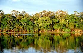 Questionamentos sobre Projetos de Crédito de Carbono no Brasil: Escândalo e Implicações para o Mercado REDD+
