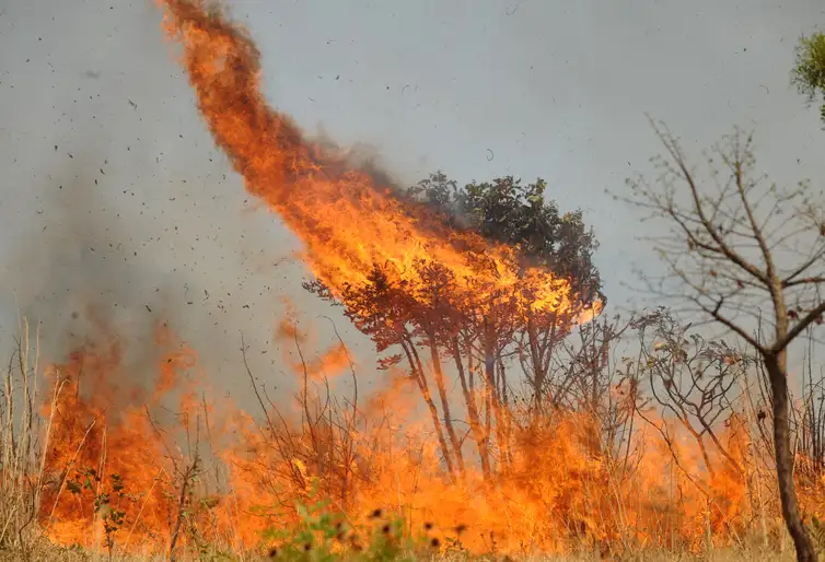 Incêndios na Amazônia e no Pantanal aumentam emissões de carbono em 2024