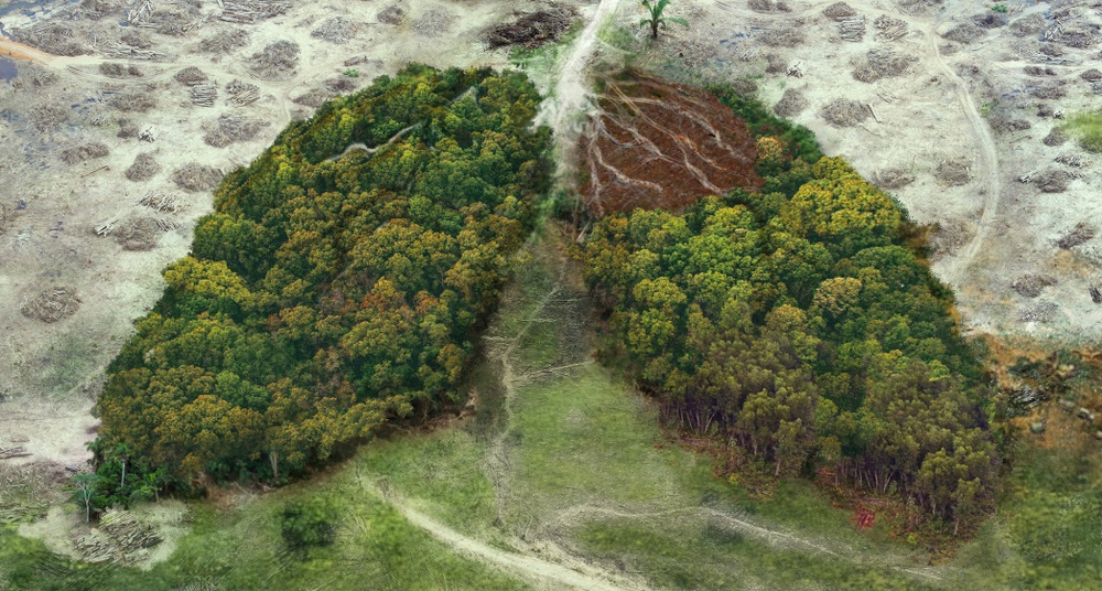 Google impulsiona projetos verdes na Amazônia com doação de R$ 20 milhões