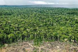 A Lei de Mato Grosso e Seus Efeitos Negativos sobre o Futuro da Amazônia