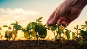 Equilíbrio entre Produção Agrícola e Sustentabilidade Ambiental