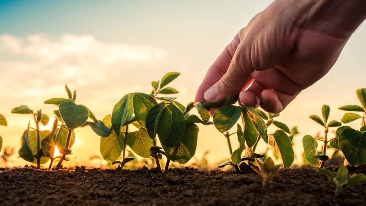 Mercado de Carbono no Brasil e Exclusão do Agronegócio