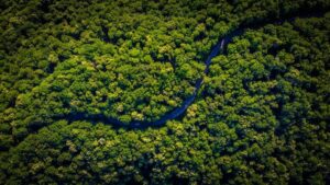 Mercado de Créditos de Carbono Deve Atingir US$ 2,5 Trilhões Até 2032, Impulsionado pela Sustentabilidade Corporativa e Compromissos Climáticos Globais | Persistence Market Research