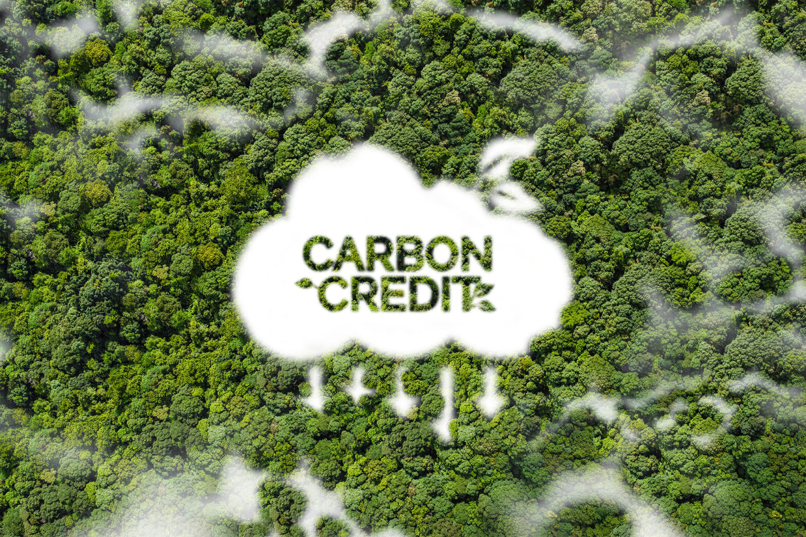 Microsoft comprará 18 milhões de toneladas de créditos de carbono da Rubicon Carbon