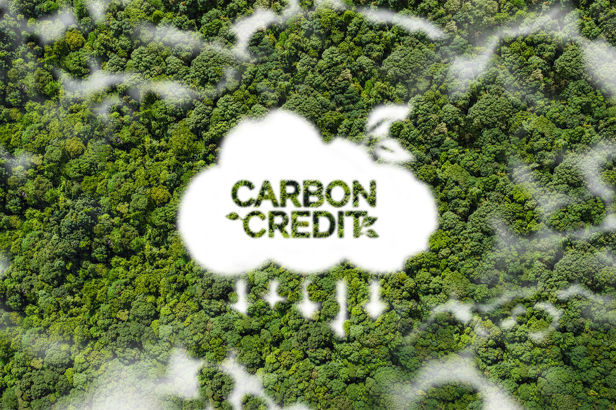 Microsoft comprará 18 milhões de toneladas de créditos de carbono da Rubicon Carbon