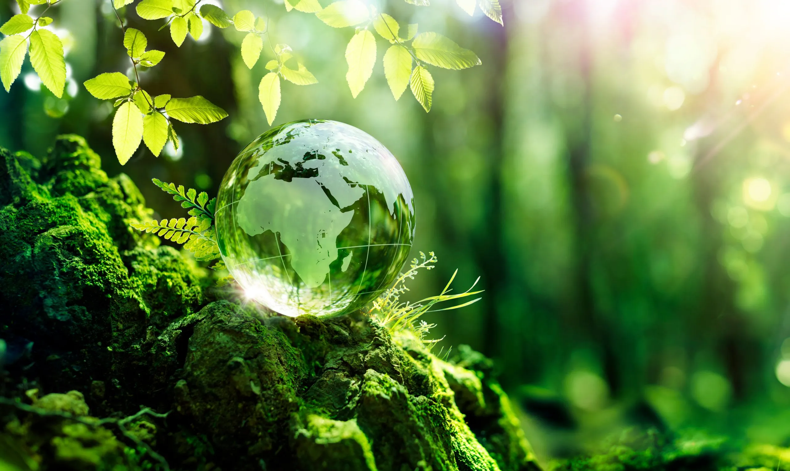 As empresas estão abandonando compensações e declarações de neutralidade de carbono e migrando para a remoção de carbono.